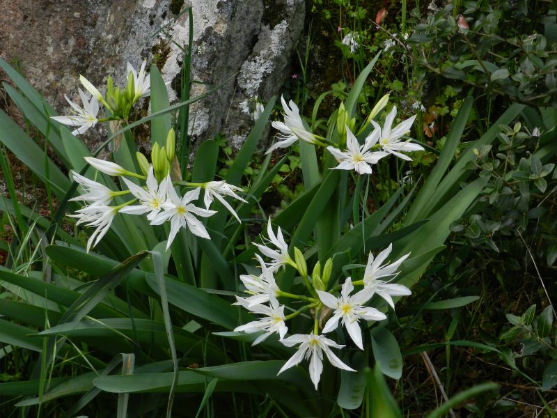 Pancratium illyricum / Giglio di Sardegna